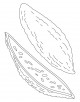 Bitter Gourd Coloring page