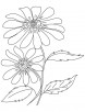 Black eyed flower coloring page