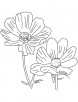 Blooming cosmos coloring page