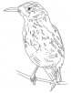 Bold brown thrasher coloring page
