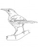 Brown thrasher song bird coloring page
