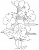 Buttercup Coloring Page