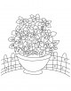 Columbine Flower Coloring Page