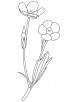 Buttercup spring flower coloring page