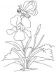 Iris Flower Coloring Page