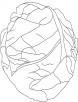 Fresh cabbage coloring pages