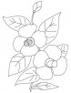Camellia flowers coloring page