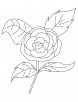 Camellia rose coloring page