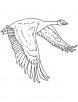 Canadian goose coloring page