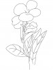 Canna lilly coloring page