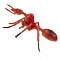 Insects Coloring Pages