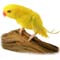 Birds Coloring Pages