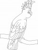 A beautiful cockatoo coloring page