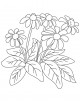 Coneflower Coloring Page