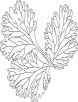 Coriander leaves coloring sheet