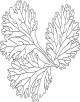 Coriander Leaves Coloring Page