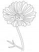Cosmos ornamental flower coloring page