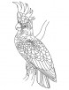 Crest cockatoo coloring page