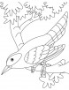 A cuckoo bird sitting on a branch coloring page