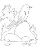 Curious sparrow coloring page