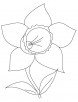 Daffodil bulb coloring page
