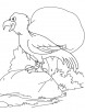 Eagle on the rock coloring page