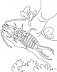 Earwig Coloring Page