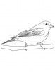 Finch bird coloring sheet