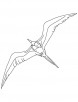 Fly high frigatebird coloring page