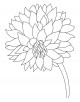 Dahlia Flower Coloring Page