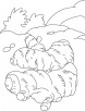 Ginger rhizome coloring page
