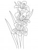 Gladiolus bulbous flowering plant