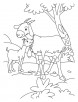 Goat and Kid coloring page