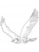 Golden eagle in flight coloring page