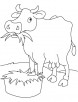 Grass eating cow coloring page