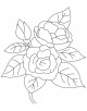 Camellia Flower Coloring Page