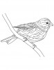 hawfinch bird coloring page