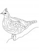 Heavily built grouse coloring page