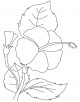 Hibiscus Flower Coloring Page