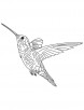 Hovering hummingbird coloring page