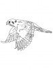 Kestrel hovering in the air coloring page
