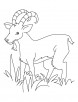 Grass eater ibex coloring pages