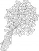Indian fenugreek coloring page
