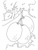 Bunch of kiwi fruit coloring pages