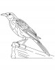 Common Grackle Bird Coloring Page