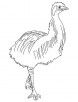 Largest bird emu coloring page