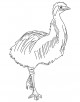 Emu Bird Coloring Page