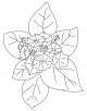 Laurel Flower Coloring Page