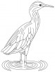 lava heron coloring page