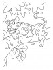 Baby leopard coloring pages